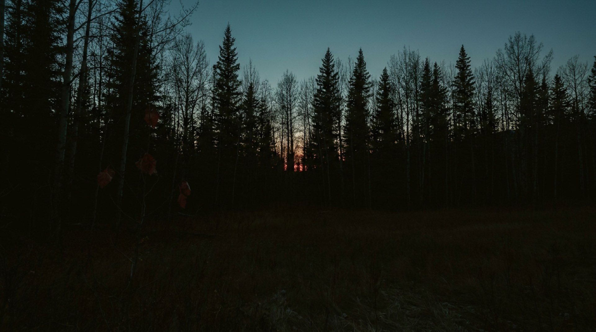 A line of evergreens against the last light of dusk