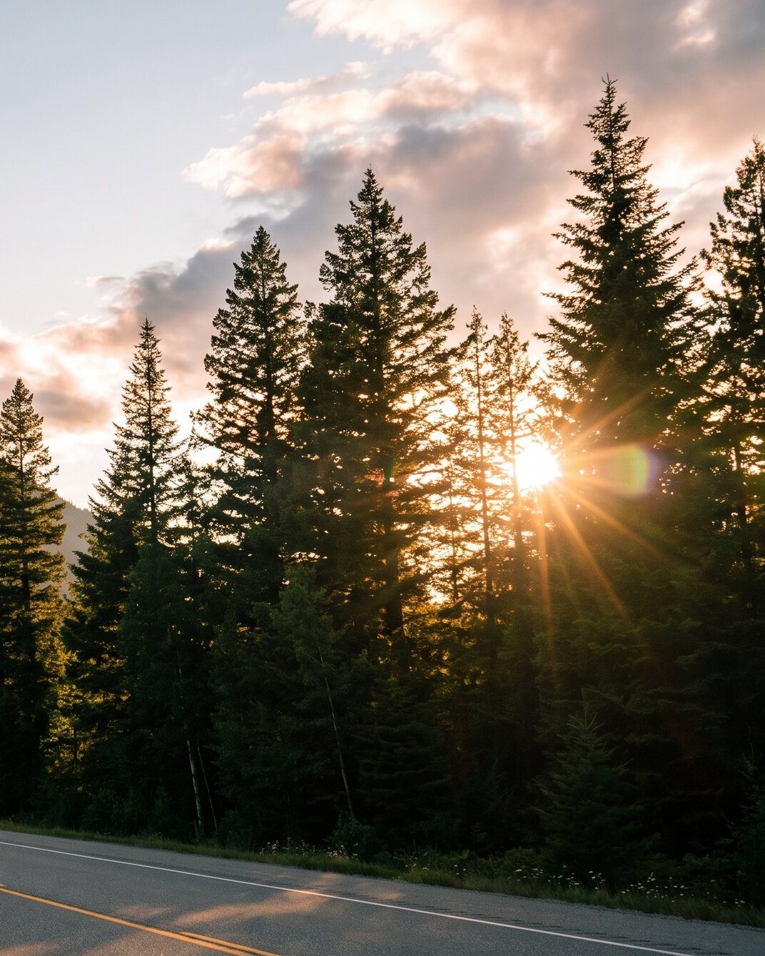 Evening sun through tall firs at the edge of the forest